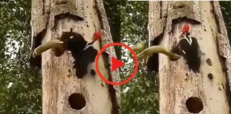 woodpecker and snake fight gone viral