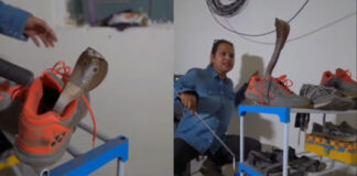 cobra snake found in shoe video goes viral