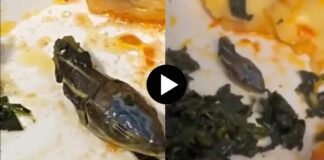 viral news snake's head in an in-flight meal