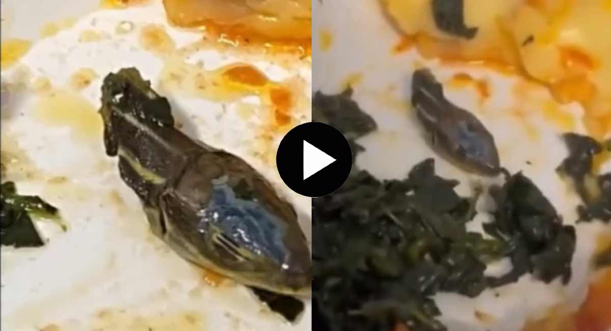 Viral News : విమానం ప్రయాణంలో తినే భోజనం లో పాము తల, ఒక్కసరిగా ఉలిక్కి పడిన ప్రయాణికుడు, వైరల్ అవుతున్న న్యూస్ .. viral news snake's head in an in-flight meal