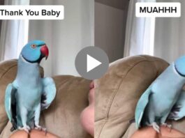 speaking parrot surprised all cute speaking viral video