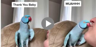 speaking parrot surprised all cute speaking viral video