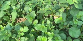 health benefits Telagalijeru plant