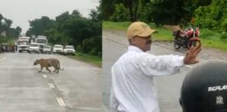 tiger crossed the road traffic police controle traffice video gone viral