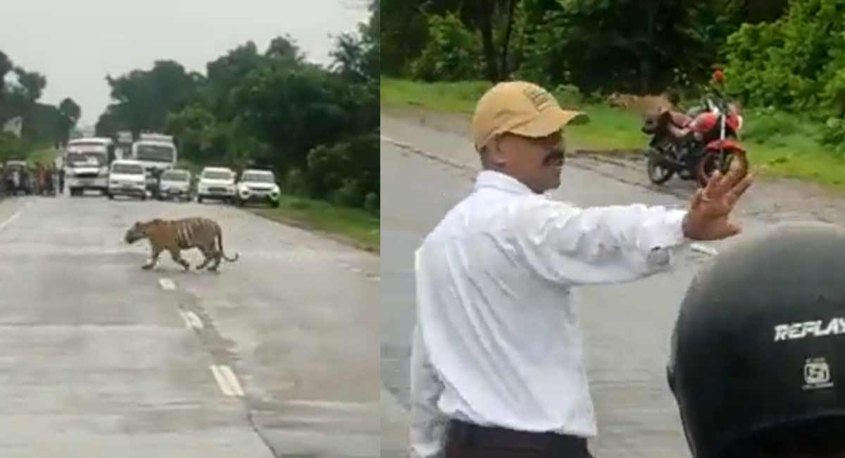 Viral Video : పెద్ద పులి రోడ్డు క్రాస్ చేస్తుండగా నిలిచిపోయిన ట్రాఫిక్, పోలీసులు దగ్గరుండి మరి ట్రాఫిక్ కంట్రోల్.. tiger crossed the road traffic police controle traffice video gone viral