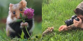 viral video rat photos shoot gone viral