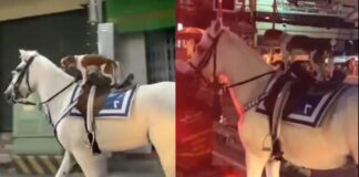 viral video dog rides a horse like a cowboy