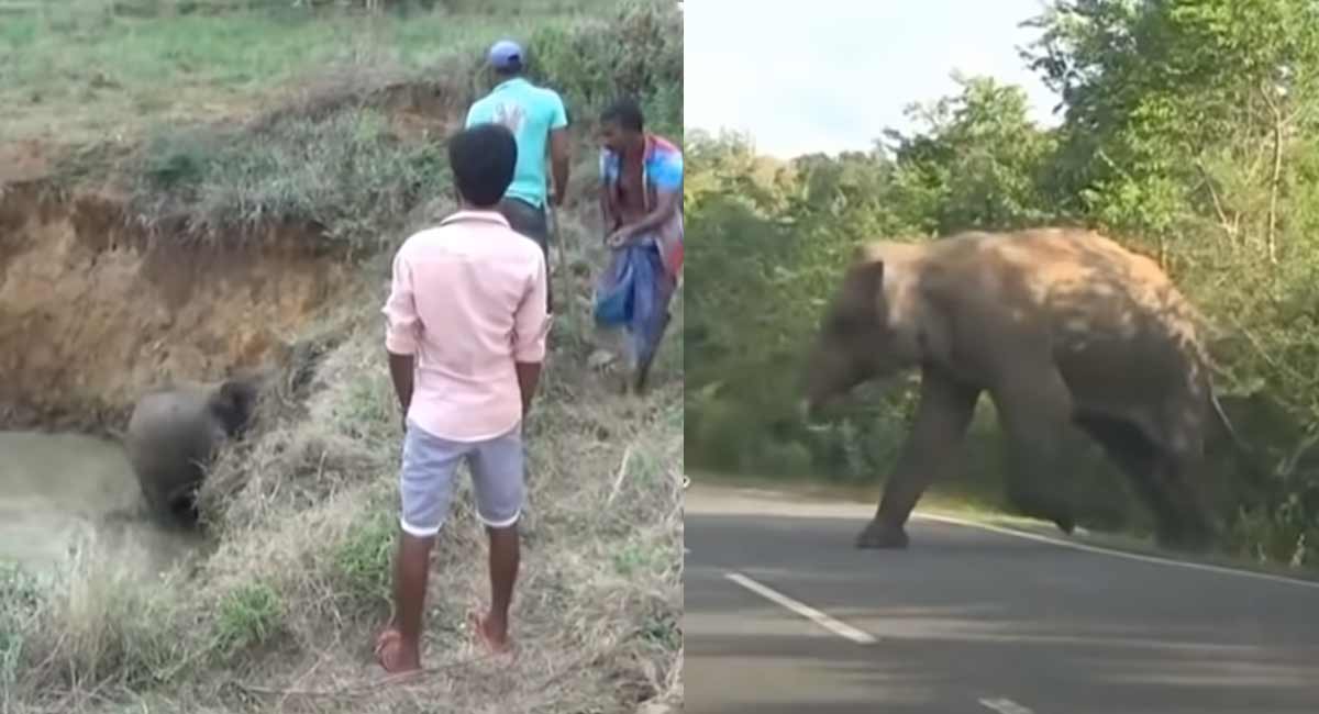 Viral Video : తన బిడ్డను కాపాడమని మనుషులని అడిగిన తల్లి ఏనుగు, ఈ వీడియో చూస్తే ఎవరికైనా హృదయం ద్రవిస్తుంది.... viral video mother elephant who asked humans to save her baby