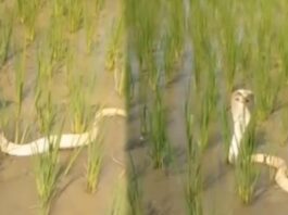 rare white cobra came into the field vedio gone viral