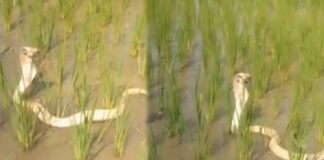 rare white cobra came into the field vedio gone viral