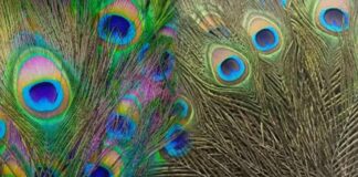 If there is a peacock in the house, is it profit or loss