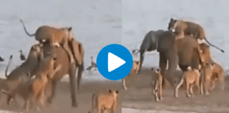 viral video lion group attacked on elephant who wins