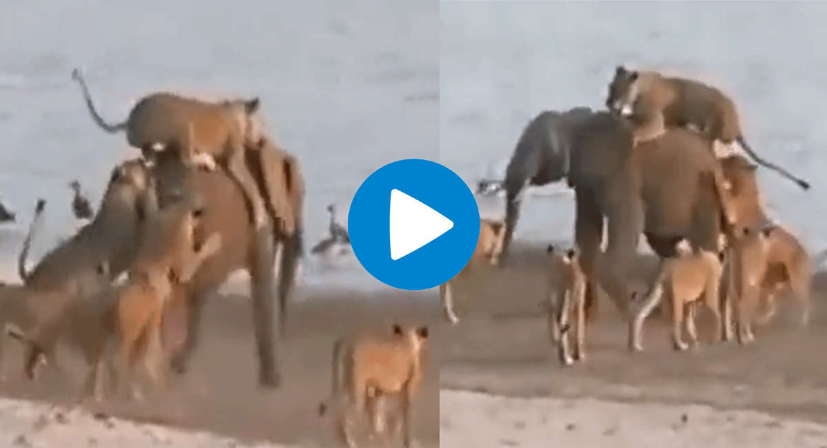 Viral Video : సింహాల మందతో పోరాడిన ఏనుగు, భీకరమైన పోరాటంలో ఎవరిది పై చేయి అయ్యింది.... viral video lion group attacked on elephant who wins