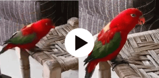 speaking parrot very cute conversation with his mom video gone viral in social media