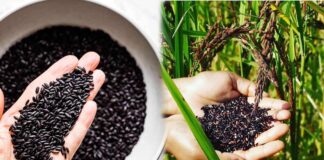 health benefits of black rice