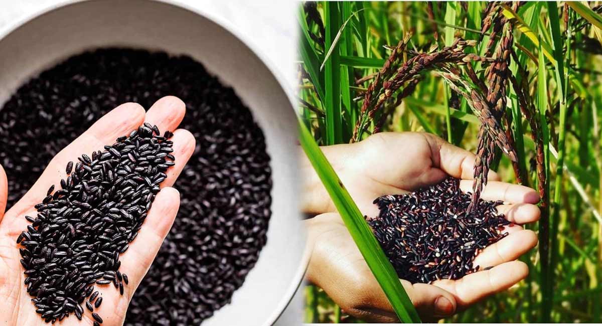 Black Rice : బ్లాక్ రైస్ లో ఉండే పోషకాలు గురించి తెలిస్తే ఇక మీరు వదలరు. health benefits of black rice