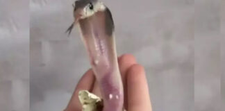 baby cobra comes from an egg video viral