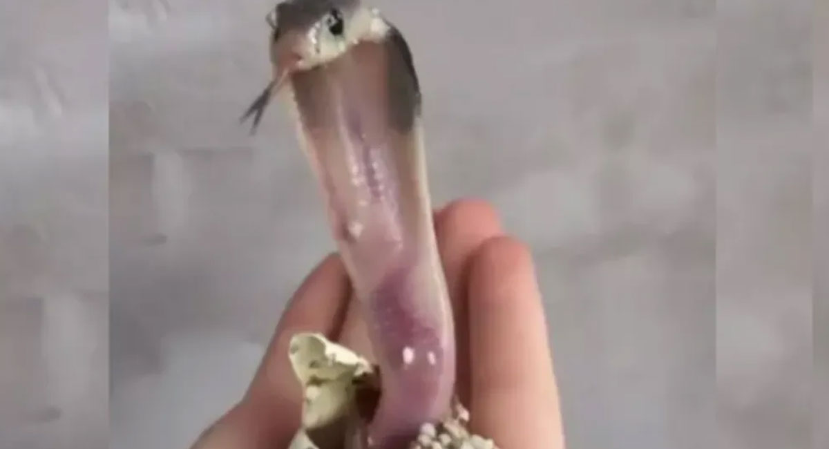baby cobra comes from an egg video viral