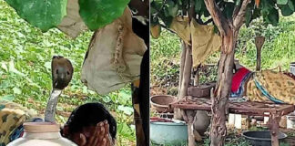 cobra lying on woman body video viral