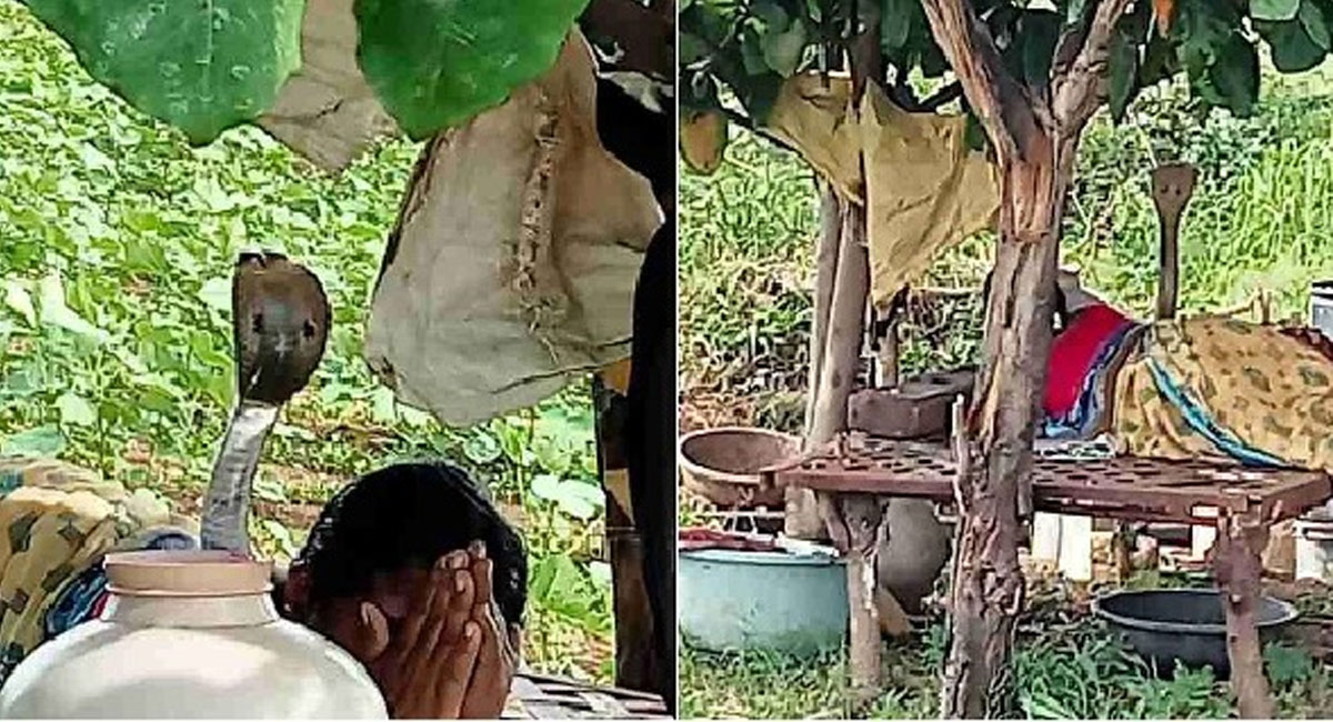 cobra lying on woman body video viral