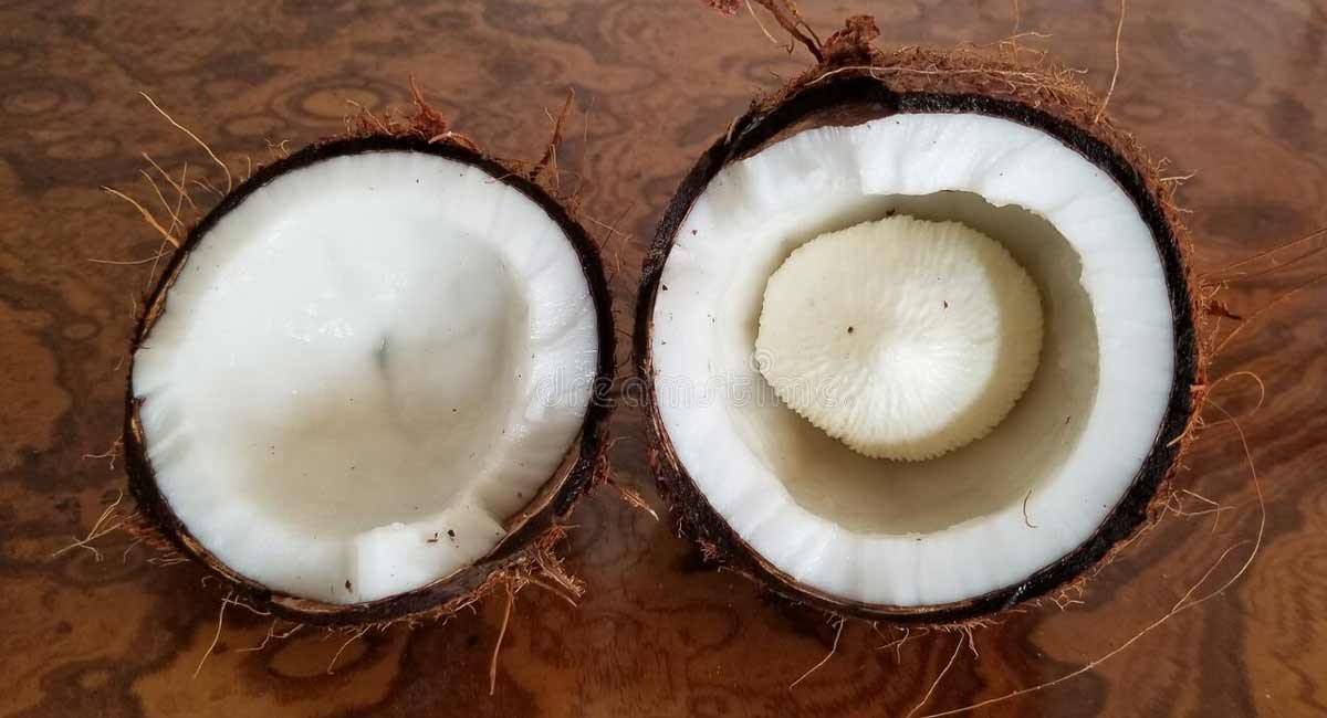 Do you know what happens when a flower appears when a coconut is tapped