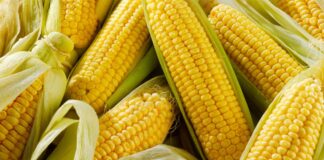 Health Benefits of mokkajonna corns