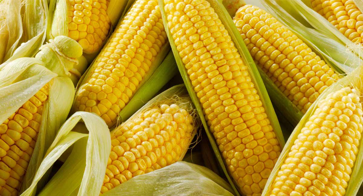 Health Benefits : వర్షాకాల లో వేడి వేడిగా తినే మొక్కజొన్న పొత్తుల వల్ల ఎన్ని లాభాలున్నాయో మీ కోసం ...... Health Benefits of mokkajonna corns