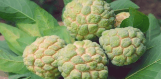 Lots of benefits with custard apple