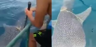 dolphin asks help fishermen to remove the net gone viral
