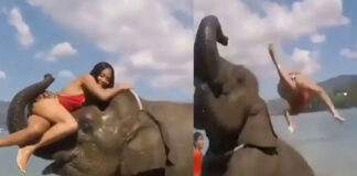 woman tried to climb elephant video viral