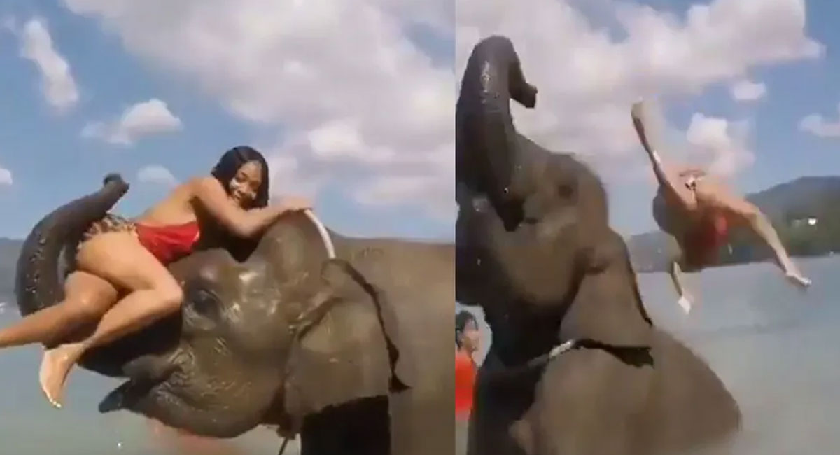 woman tried to climb elephant video viral
