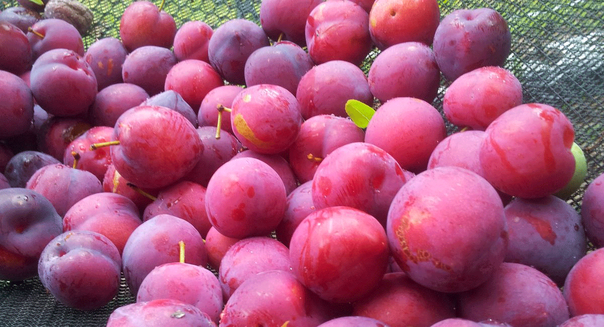 Health Benefits of plum Fruit