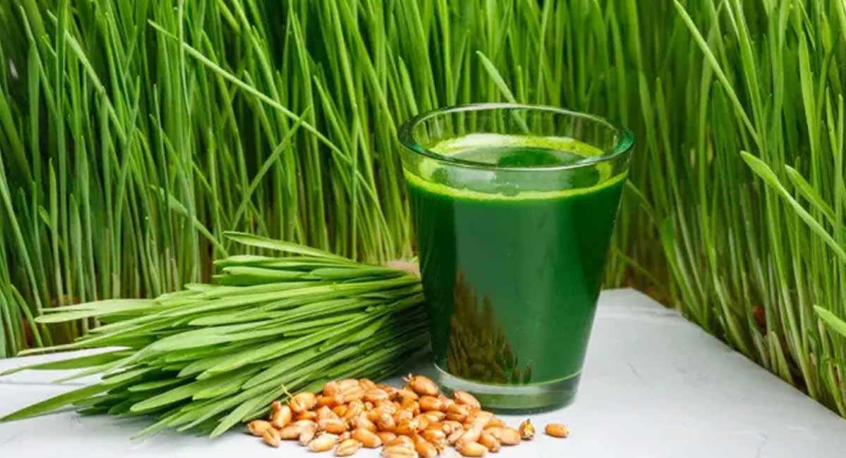 Godama Gaddi benefits : గోధుమ గడ్డి జ్యూస్ తో అదిరిపోయే ఆరోగ్య ప్రయోజనాలు... అవేంటంటే.? Health Benefits of godhuma gaddi juice