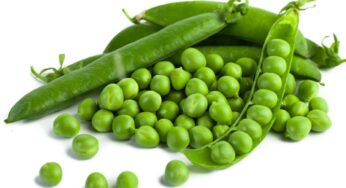 Health Tips : ఆకు పచ్చని బఠానీలతో హెల్త్ బెనిఫిట్స్ మీ కోసం..