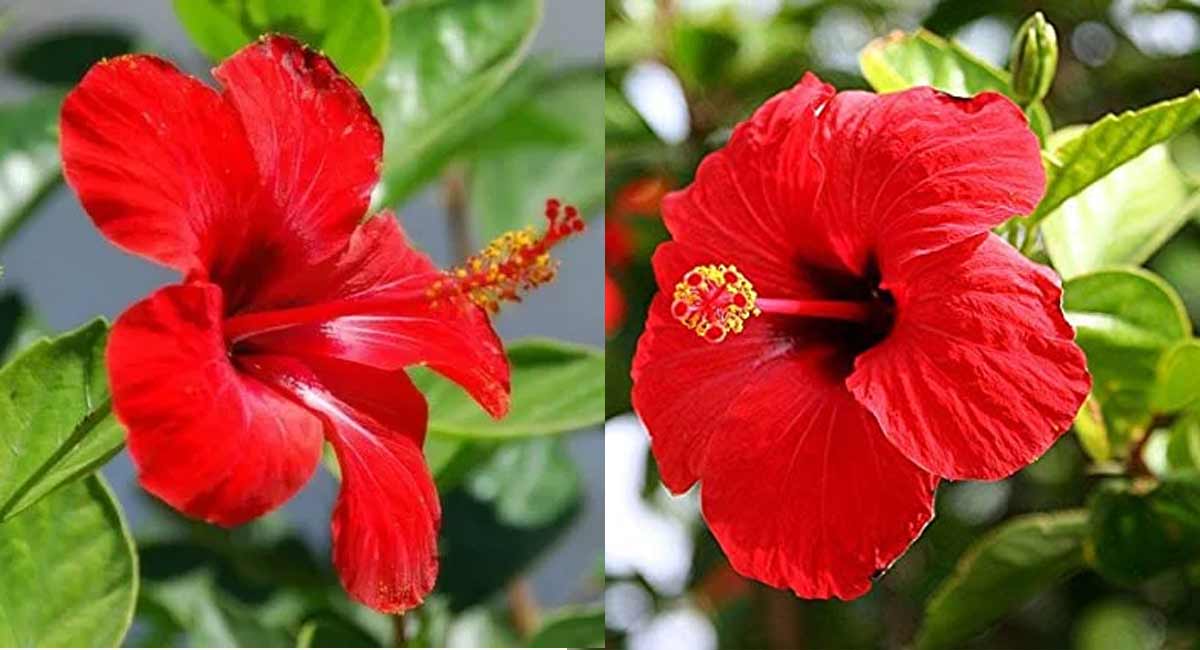 Hibiscus Tree : ఈ ఎర్రమందారం చెట్టు మీ ఇంట్లో నాటారా..... అయితే ఈ దోషాలన్నింటికీ.. red hibiscus tree is present in your house, all bugs will disappear