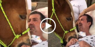 viral video horse that is crying because its owner illness
