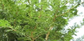 Jammi tree can remove the problems in the house