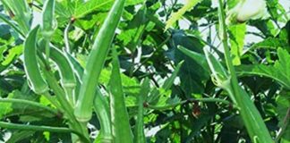 These are the benefits of eating lady finger