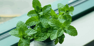 Do you know what happens if you believe two mint leaves in a day