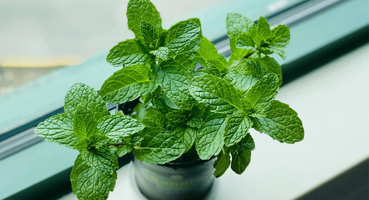 Health Benefits : రోజు పరగడుపున రెండు పుదీనా ఆకులు నమ్మితే మీ శరీరంలో ఎటువంటి అద్భుతాలు జరుగుతాయో తెలుసా. Do you know what happens if you believe two mint leaves in a day