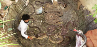 catching king cobras in well video viral in uttar pradesh