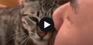 cat who comforted his distressed owner video gone viral