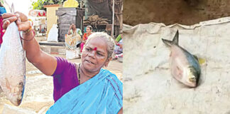 2 kg pulasa fish sold for 19 thousand in yanam