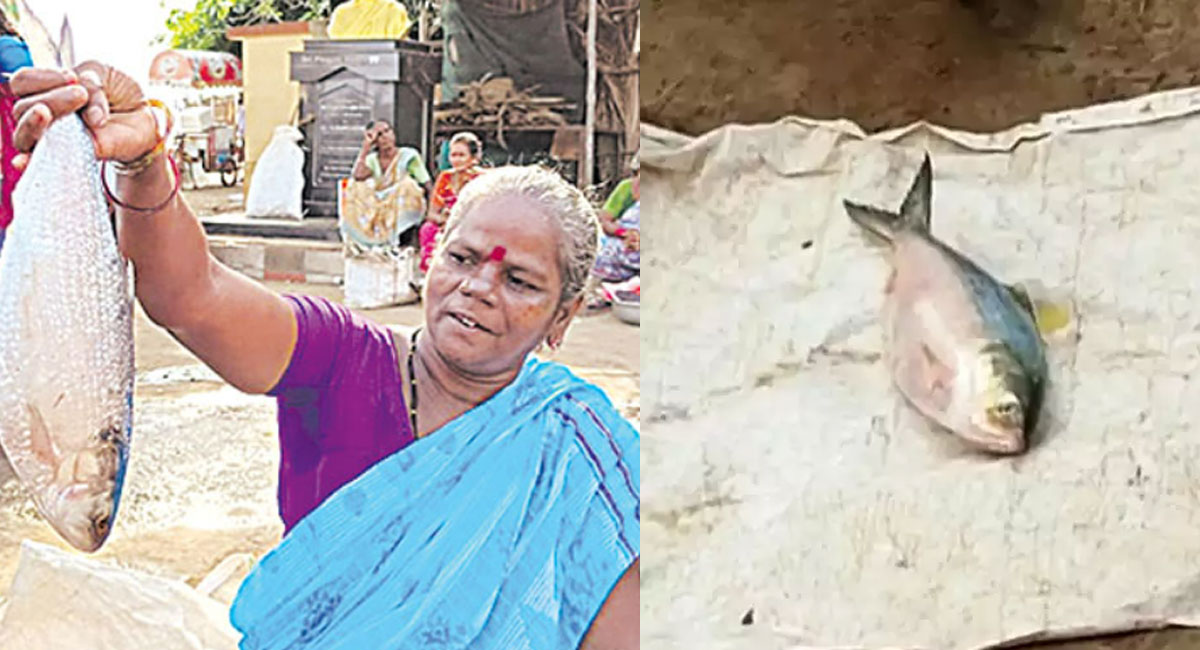 2 kg pulasa fish sold for 19 thousand in yanam