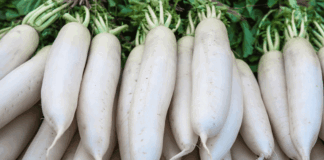 These are the benefits of eating radish
