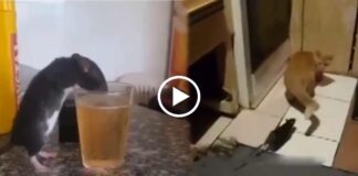 viral video rat attacked cat after drunk bear