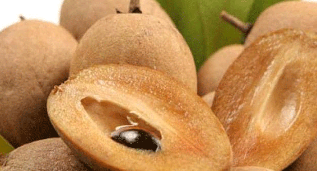 Sapotah Benefits : సపోటా తో అనేక రకాల వ్యాధులకు చెక్ పెట్టవచ్చు... బరువు తగ్గడం నుండి జ్వరం వరకు Eating Sapota can check many diseases