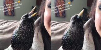bird singing harriporter song gone viral on social media