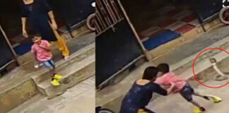 woman saves son from cobra in karnataka video viral