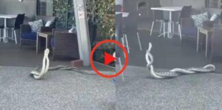 viral snakes mating video looking fantastic